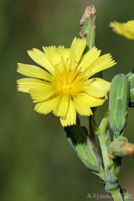 Изображение особи Lactuca serriola.