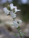 Micromeria fruticosa. Побег с цветками. Israel, Mount Carmel. 20.11.2008.