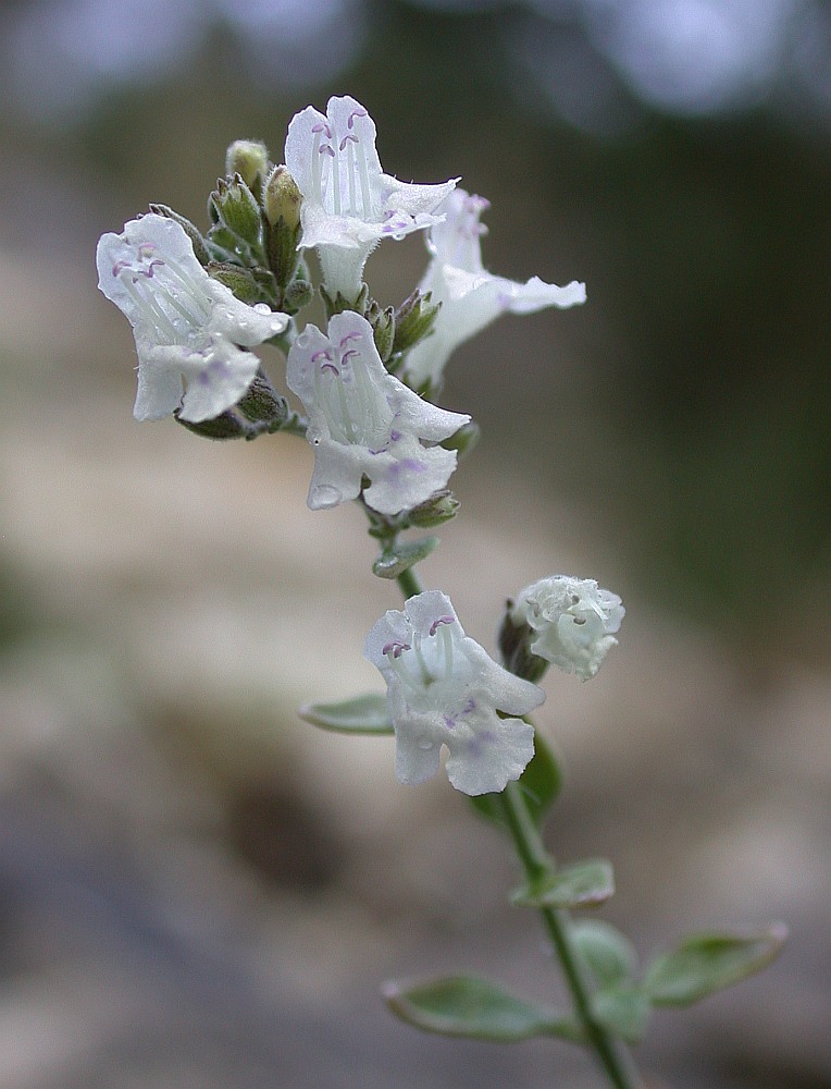 Image of Micromeria fruticosa specimen.