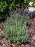 Lavandula angustifolia. Цветущие растения. Польша, Мазовецкое воеводство, Западноваршавский повят, гмина Блоне, сельский округ Брамки, корчма под Фазанами. 05.07.2012.