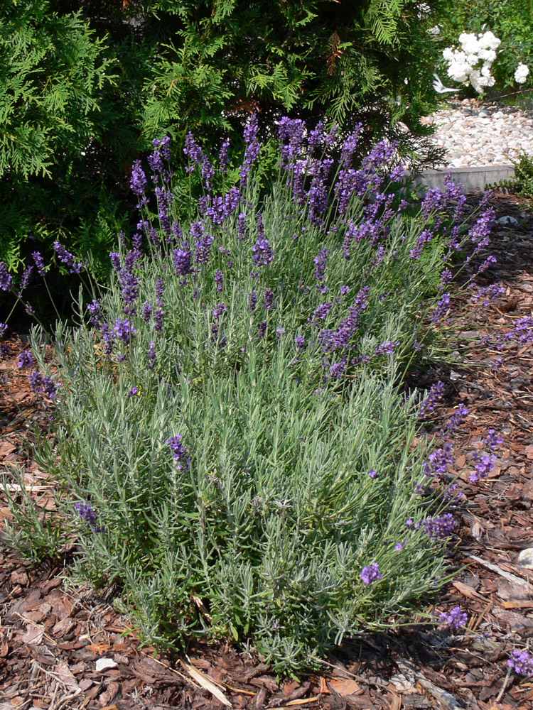 Image of Lavandula angustifolia specimen.