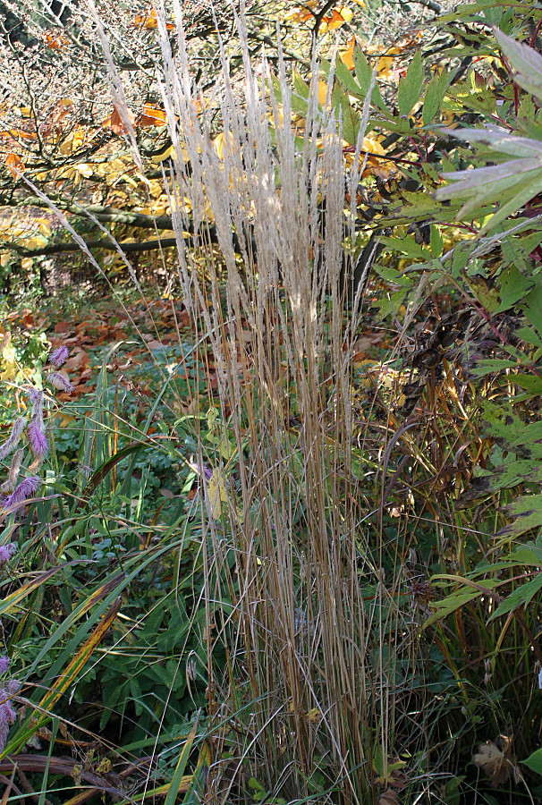 Image of Calamagrostis &times; acutiflora specimen.