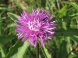 Centaurea carpatica