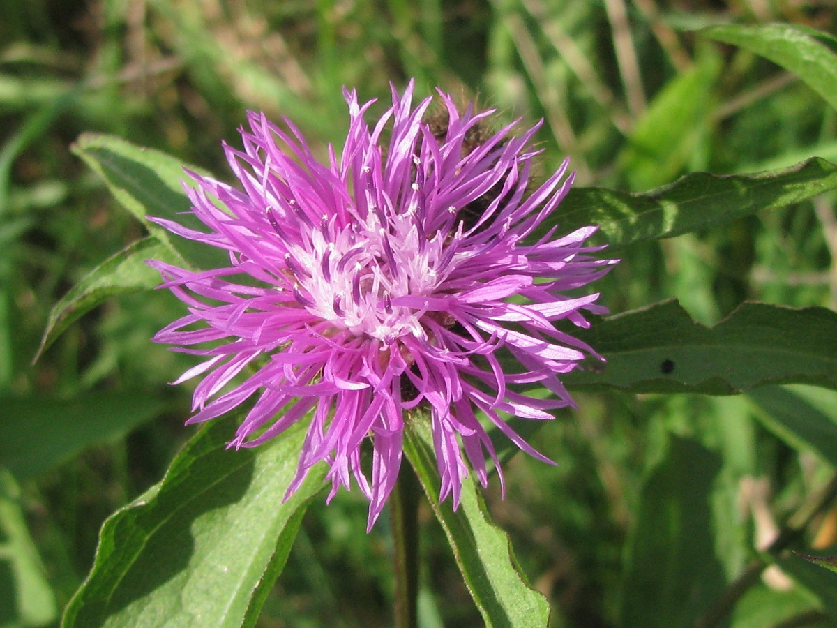 Image of Centaurea carpatica specimen.