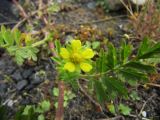 Potentilla supina ssp. paradoxa