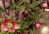 Helleborus abchasicus