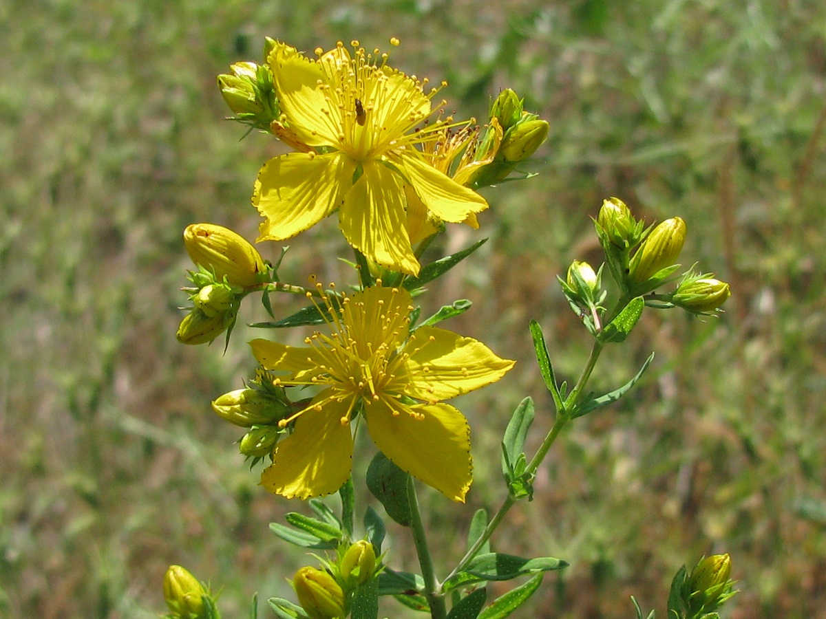 Изображение особи Hypericum perforatum.