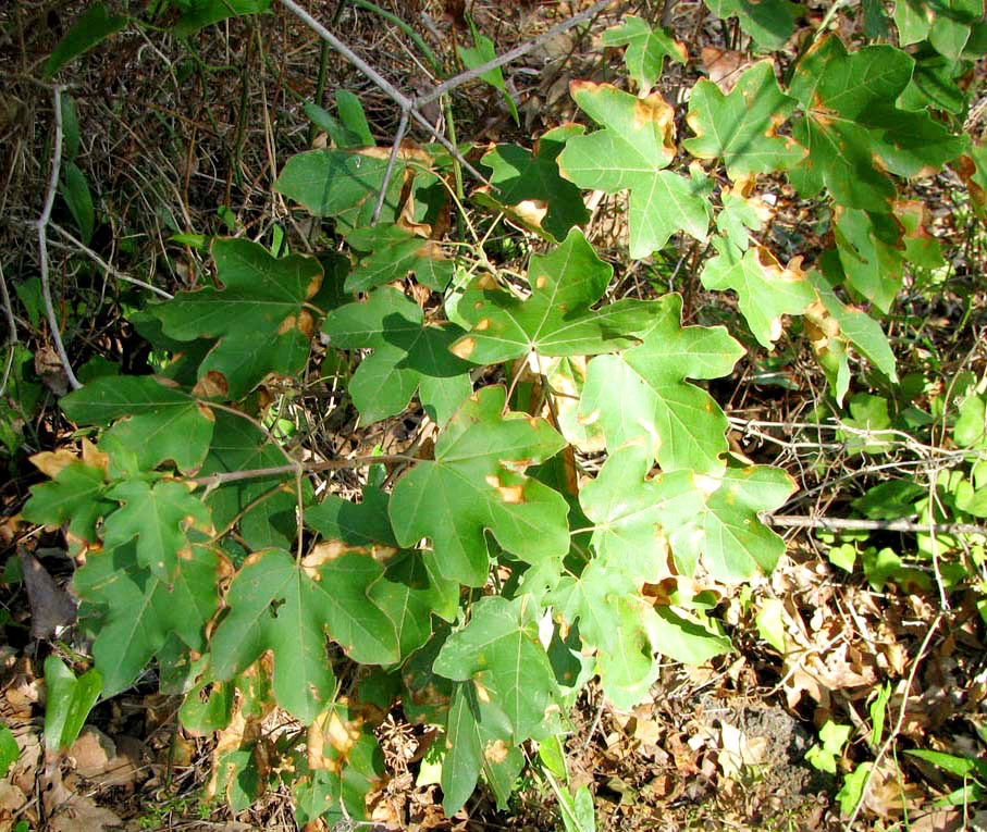 Image of Acer campestre specimen.
