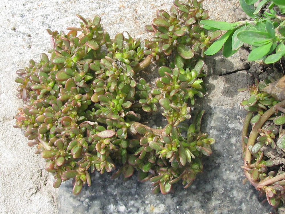 Image of Portulaca oleracea specimen.