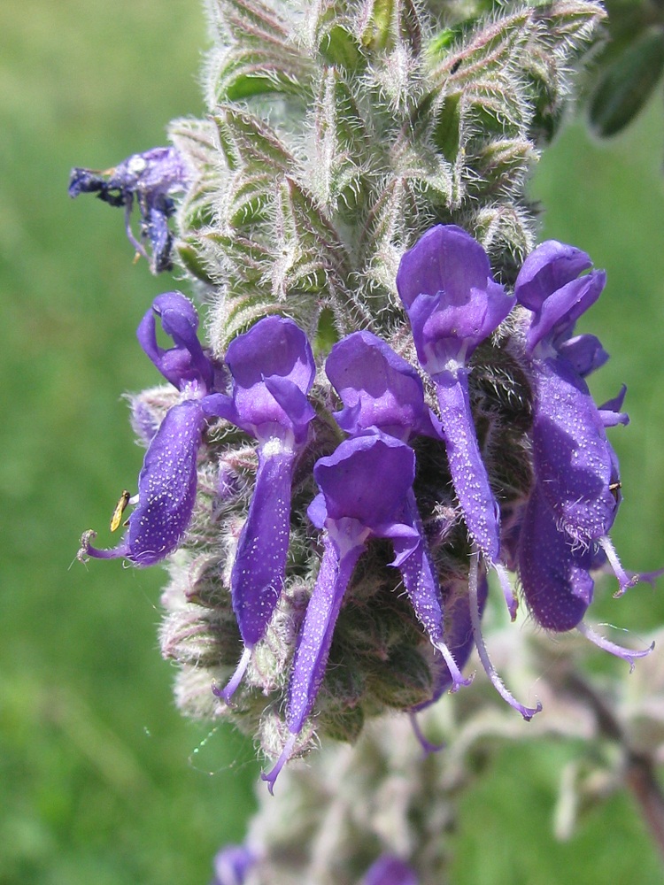 Изображение особи Salvia nutans.