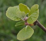 Actinidia разновидность deliciosa