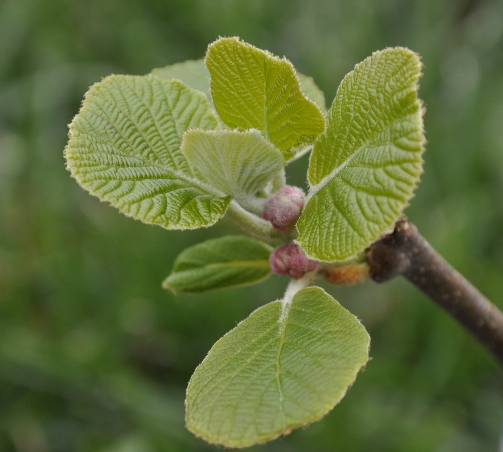 Изображение особи Actinidia chinensis var. deliciosa.