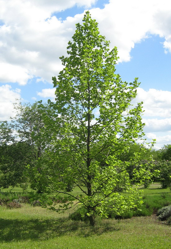 Image of Liriodendron tulipifera specimen.