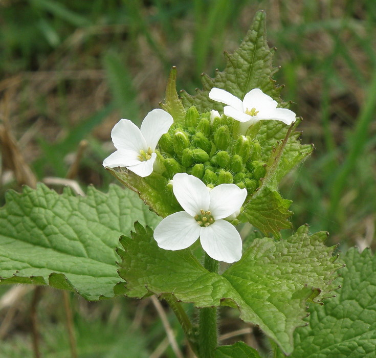 Image of Alliaria petiolata specimen.