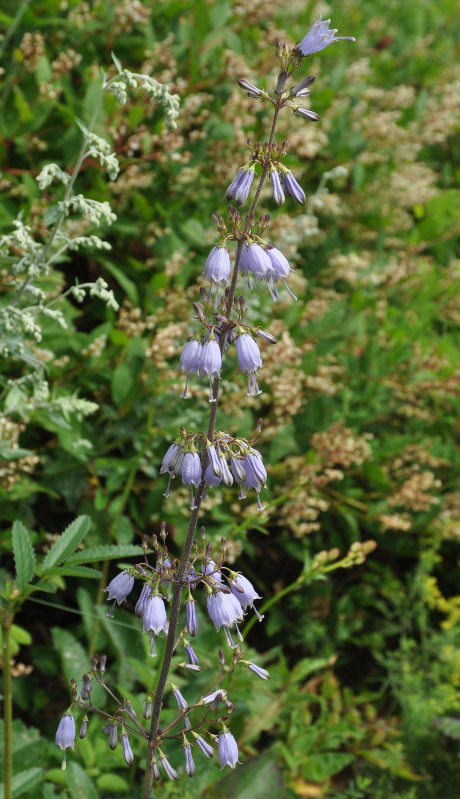 Изображение особи Adenophora verticillata.