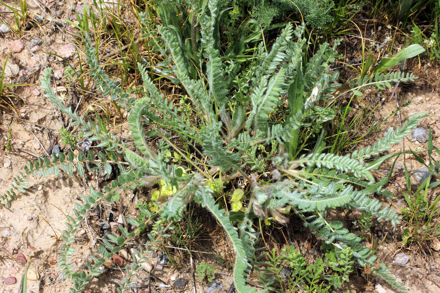 Изображение особи Astragalus mucidus.