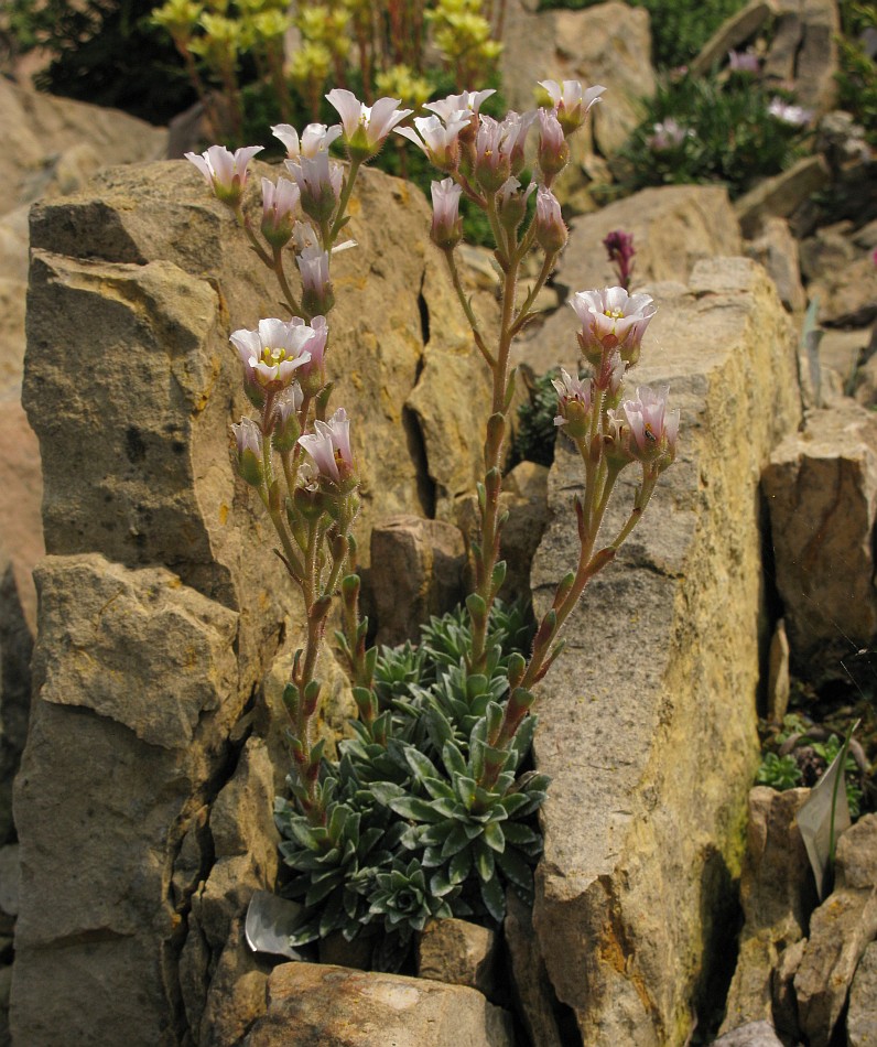 Image of Saxifraga schleicheri specimen.