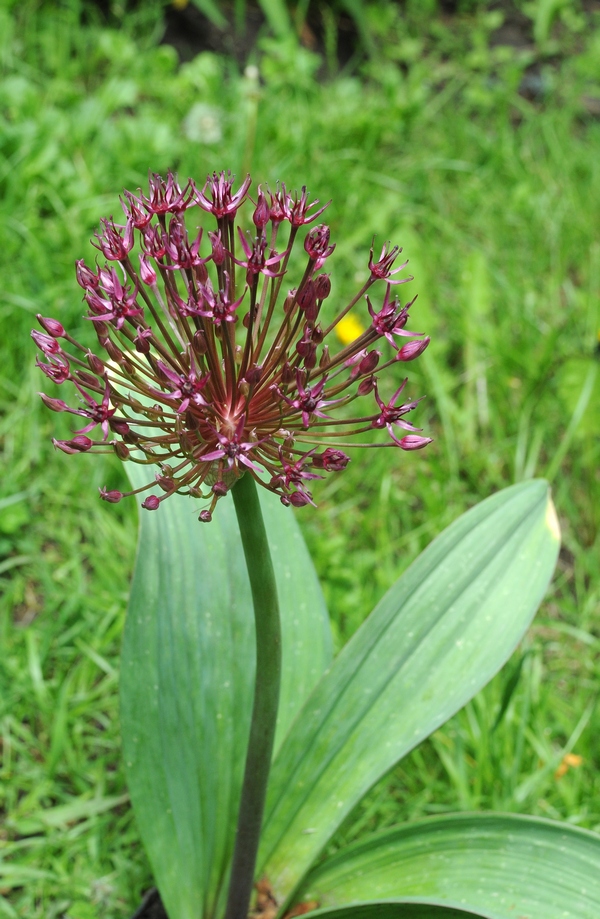 Image of Allium karataviense ssp. henrikii specimen.