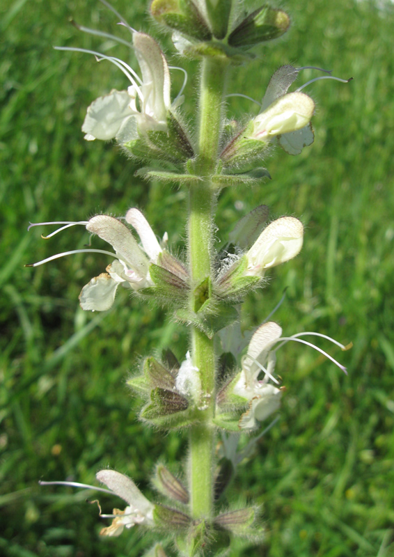 Image of Salvia austriaca specimen.