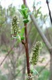 Salix myrsinifolia