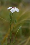 genus Dianthus