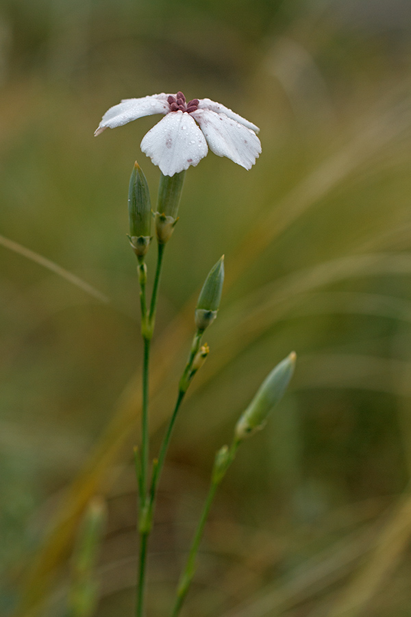 Изображение особи род Dianthus.