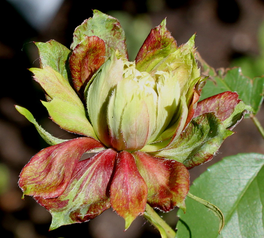 Image of Rosa chinensis specimen.