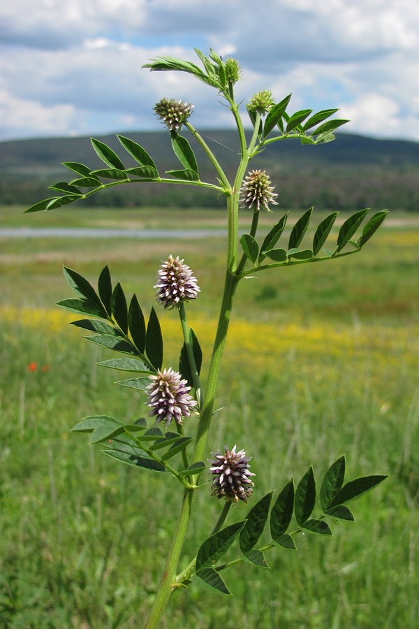 Изображение особи Glycyrrhiza echinata.