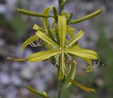 Image of taxon representative. Author is Роланд Цандекидис