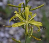 Asphodeline liburnica