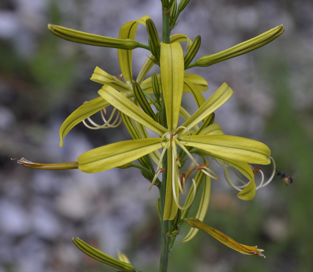 Изображение особи Asphodeline liburnica.