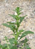 Amaranthus albus. Верхушка цветущего растения. Крым, Ялта, у дороги. 4 июля 2013 г.