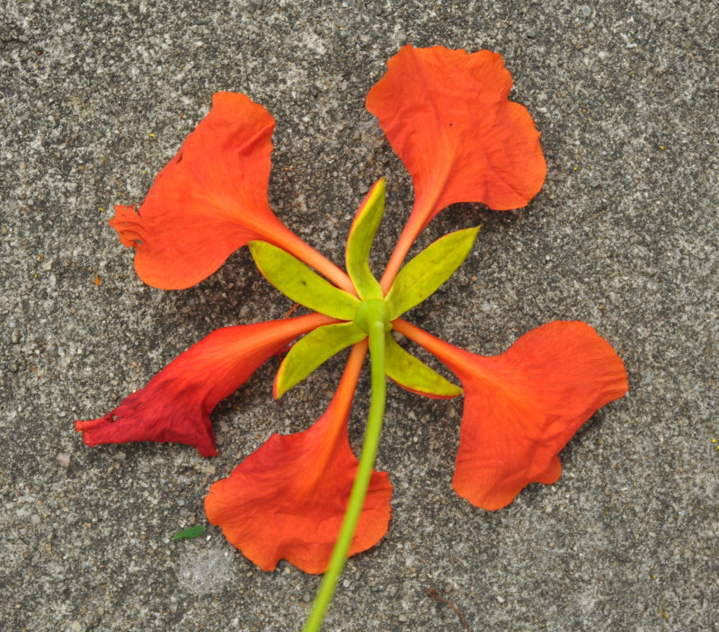 Изображение особи Delonix regia.