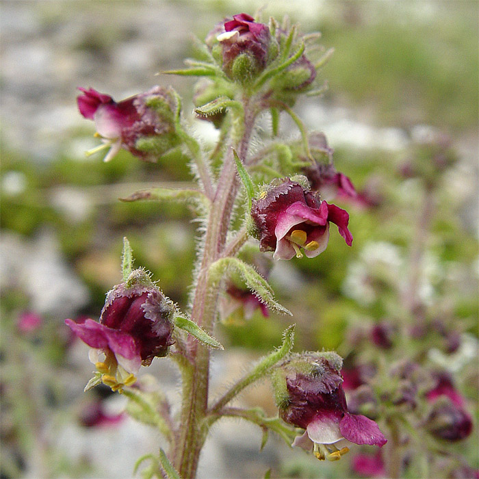 Image of Scrophularia ruprechtii specimen.