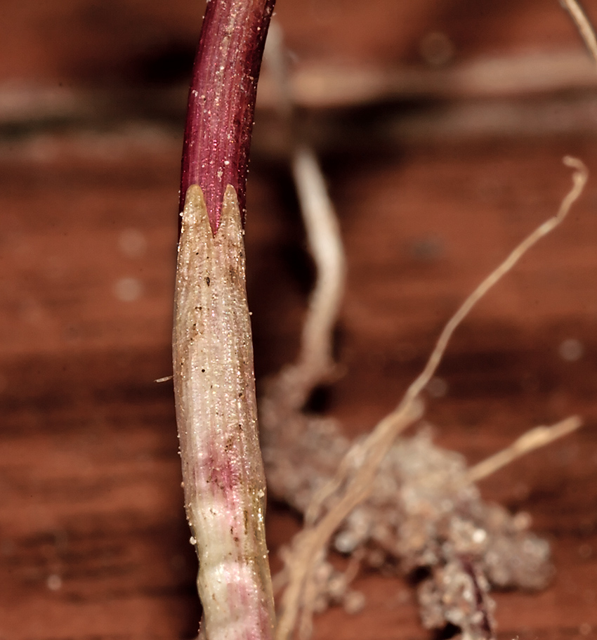 Изображение особи Agrostis stolonifera.