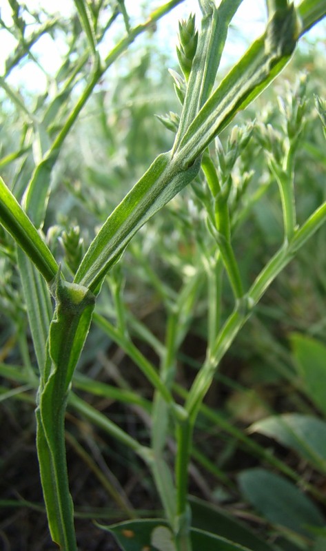 Image of Goniolimon tataricum specimen.