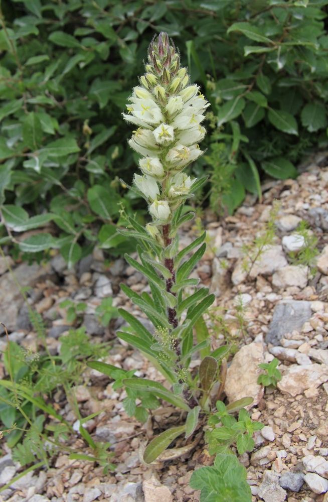 Image of Campanula thyrsoides specimen.