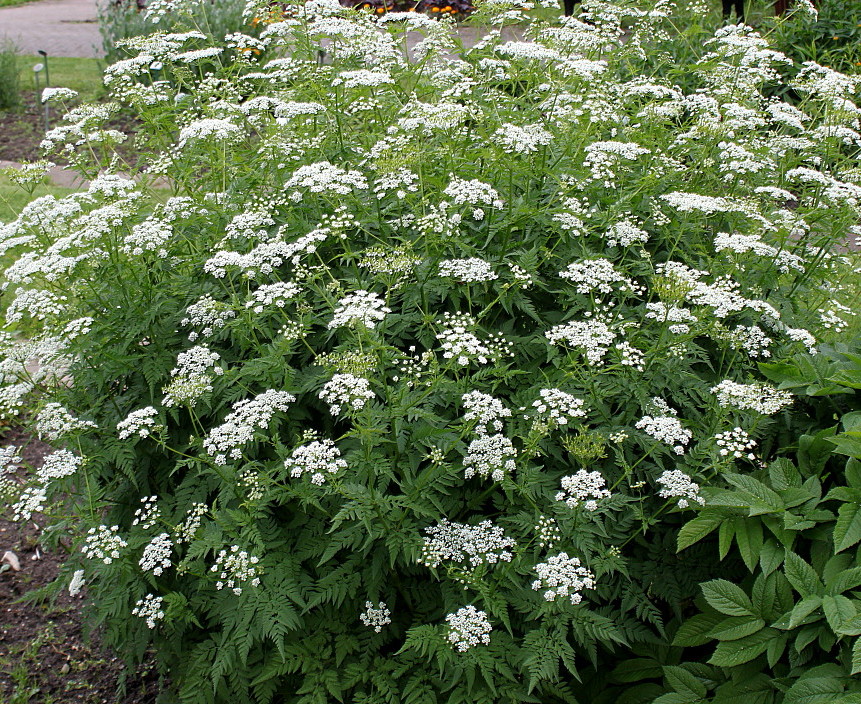 Изображение особи Anthriscus sylvestris.