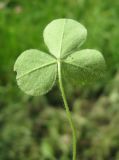 Trifolium incarnatum. Лист. Санкт-Петербург, клумба. 5 августа 2013 г.