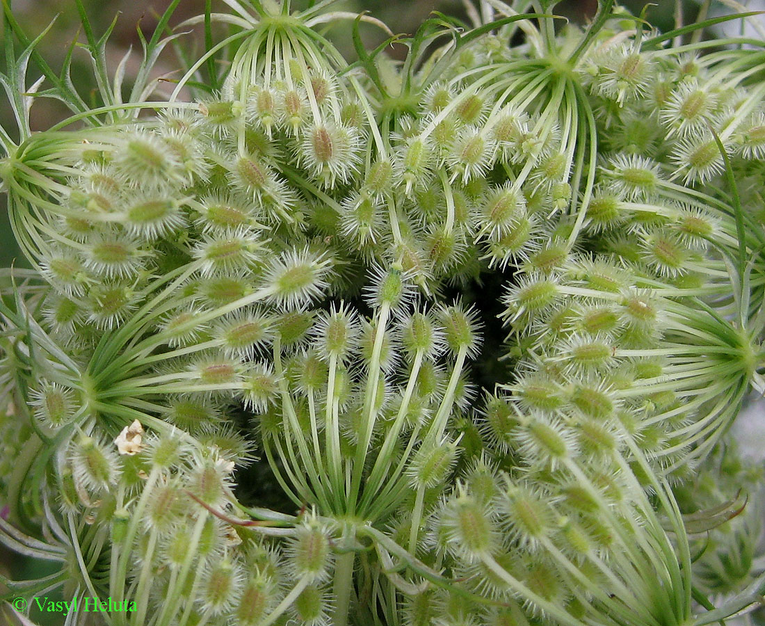 Изображение особи Daucus carota.