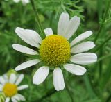 Anthemis cotula