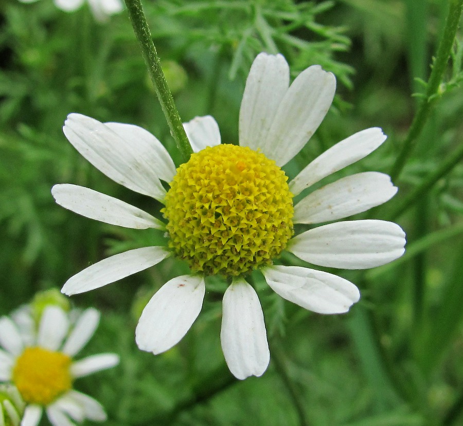 Изображение особи Anthemis cotula.