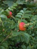 Rosa rugosa