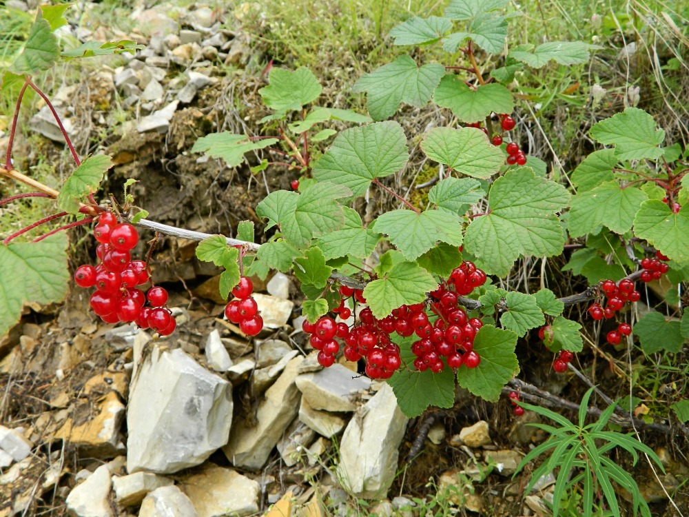 Image of Ribes triste specimen.