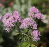 Thalictrum aquilegiifolium. Соцветие, в культуре, Новосибирская обл.