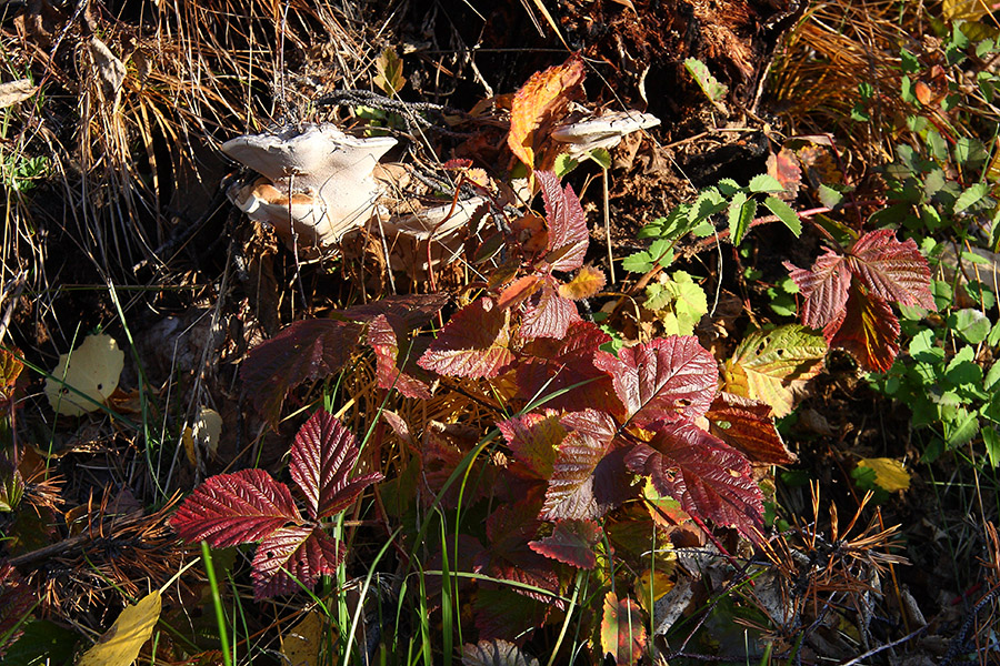 Image of Rubus saxatilis specimen.