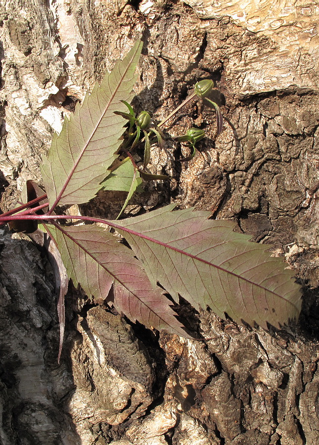 Image of Bidens frondosa specimen.