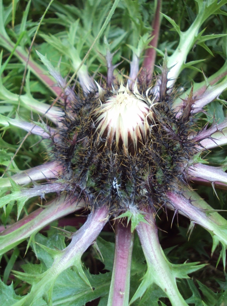 Изображение особи Carlina acaulis.