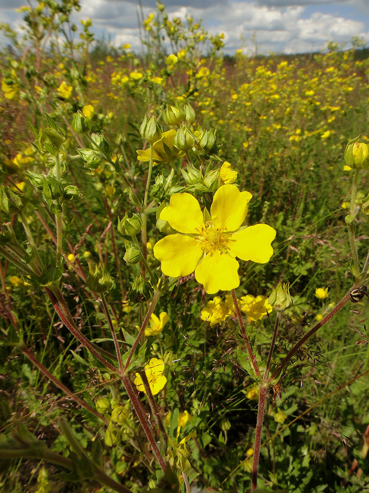 Image of Potentilla acervata specimen.