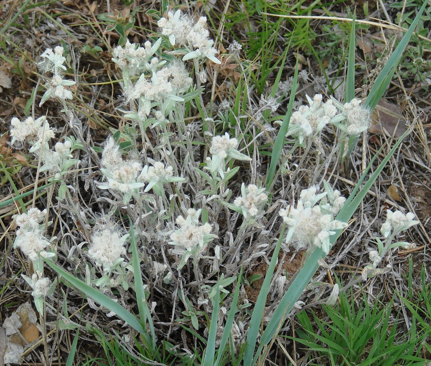 Image of Leontopodium leontopodioides specimen.